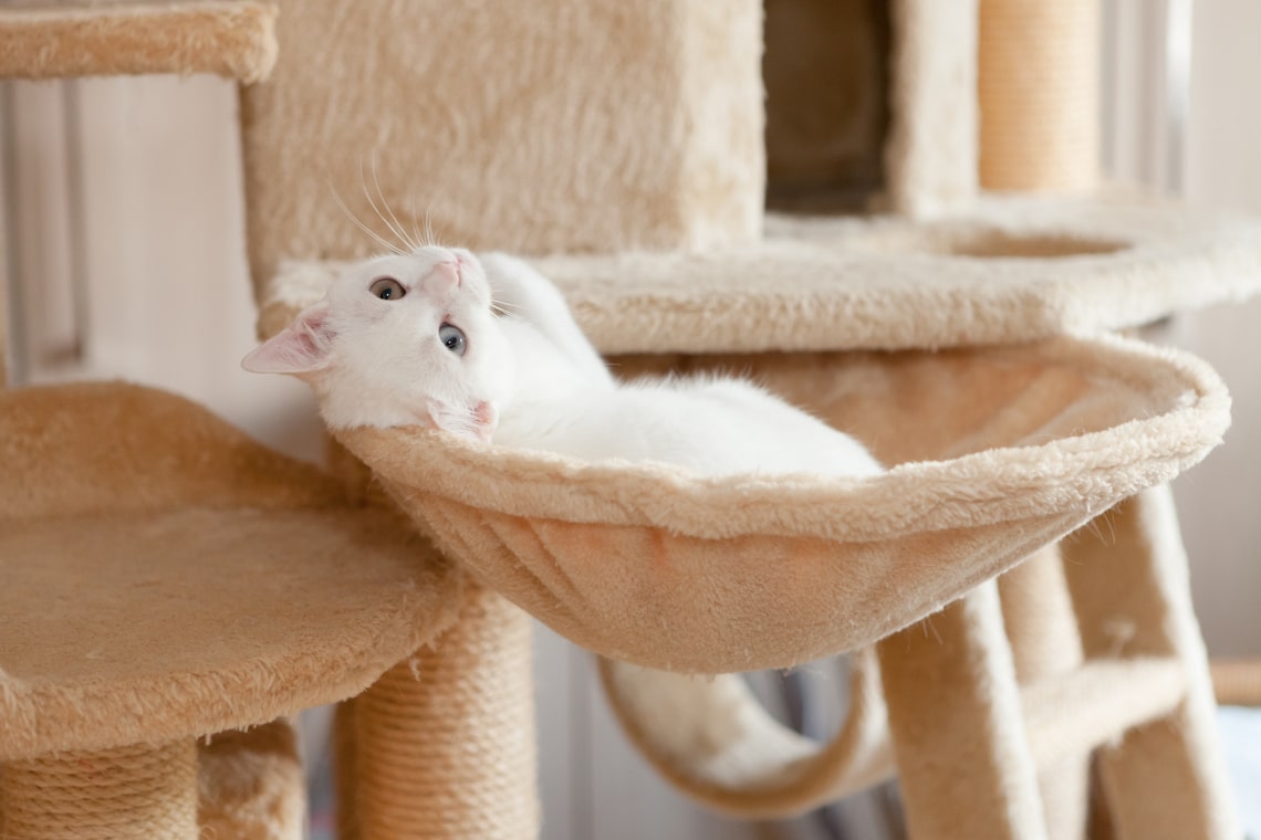 Macskakuckó ötletek, avagy miért imádják annyira a macskák a dobozokat?