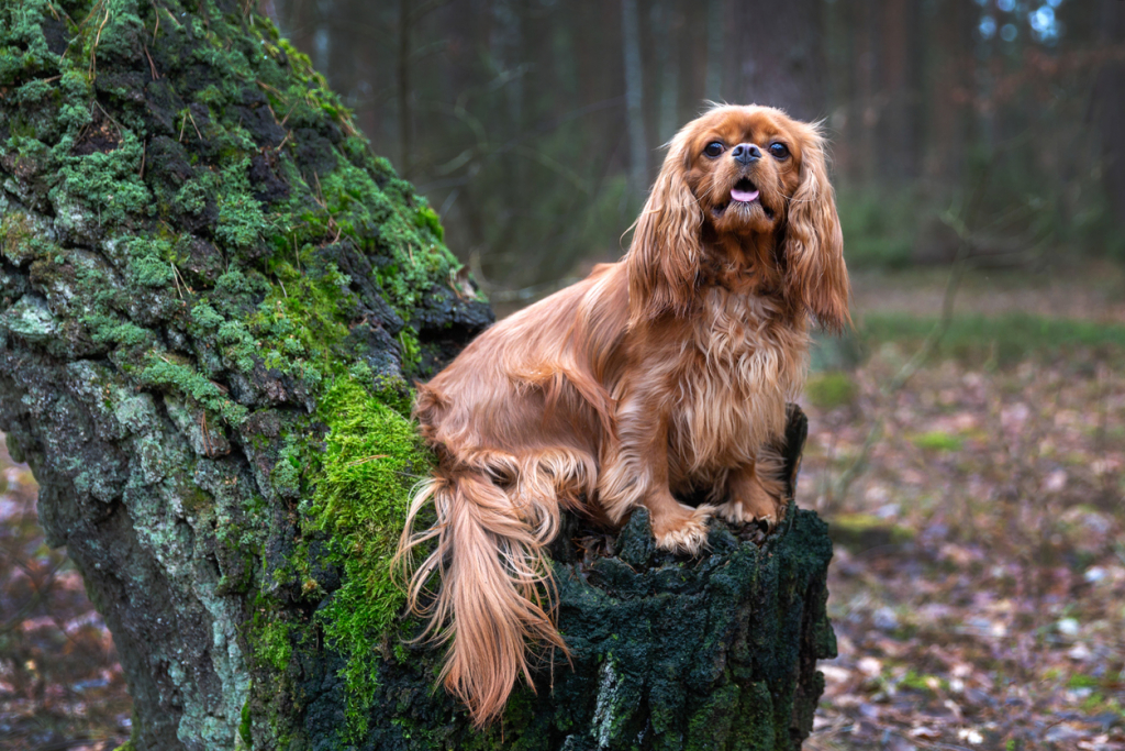 Cavalier King Charles Spaniel