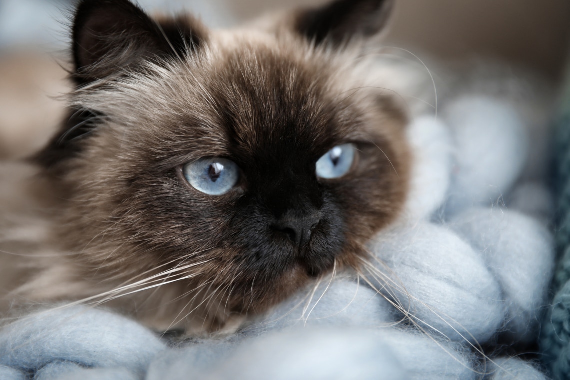 5 irtó cuki kistestű macskafajta, akik nagy helyet követelnek a szívedben