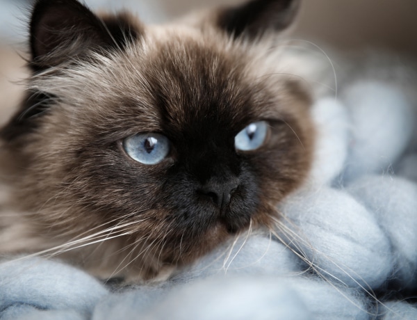 5 irtó cuki kistestű macskafajta, akik nagy helyet követelnek a szívedben