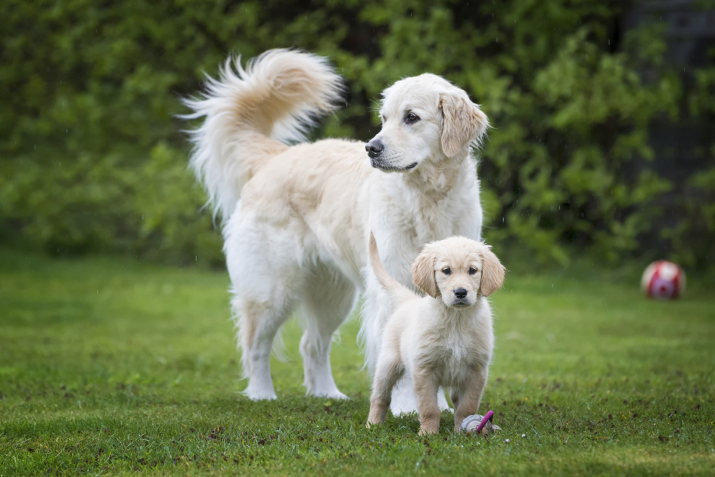 Golden retriever