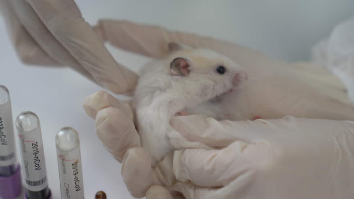 Az állattesztek is bizonyítják