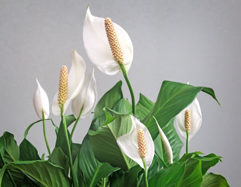 Vitorlavirág (Spathiphyllum)