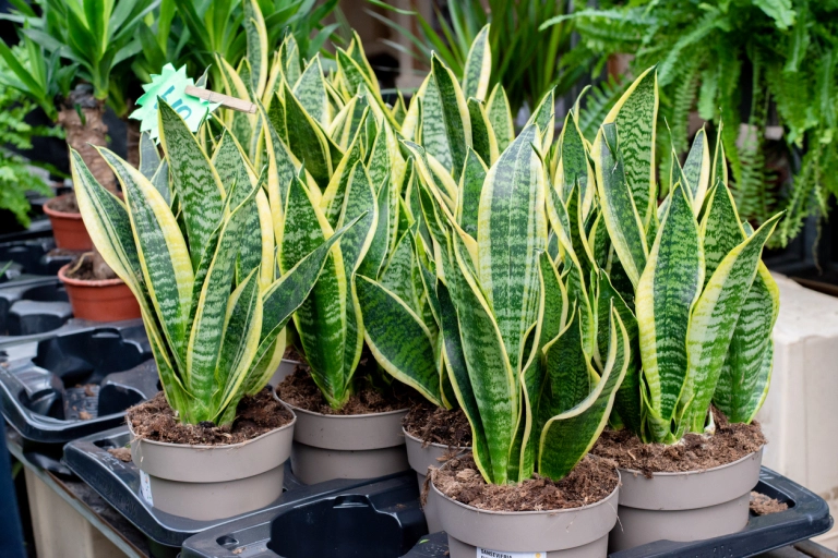 Anyósnyelv (Sansevieria)