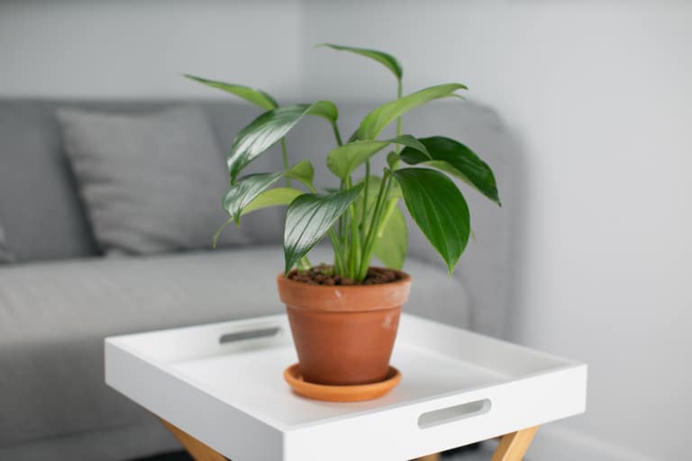 Hegyescsúcsú futóka (Epipremnum pinnatum)