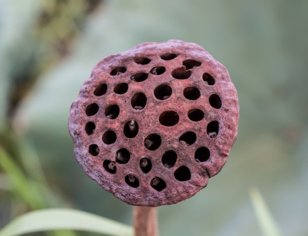 Trypophobia: egy betegség, ami az Interneten keresztül terjed