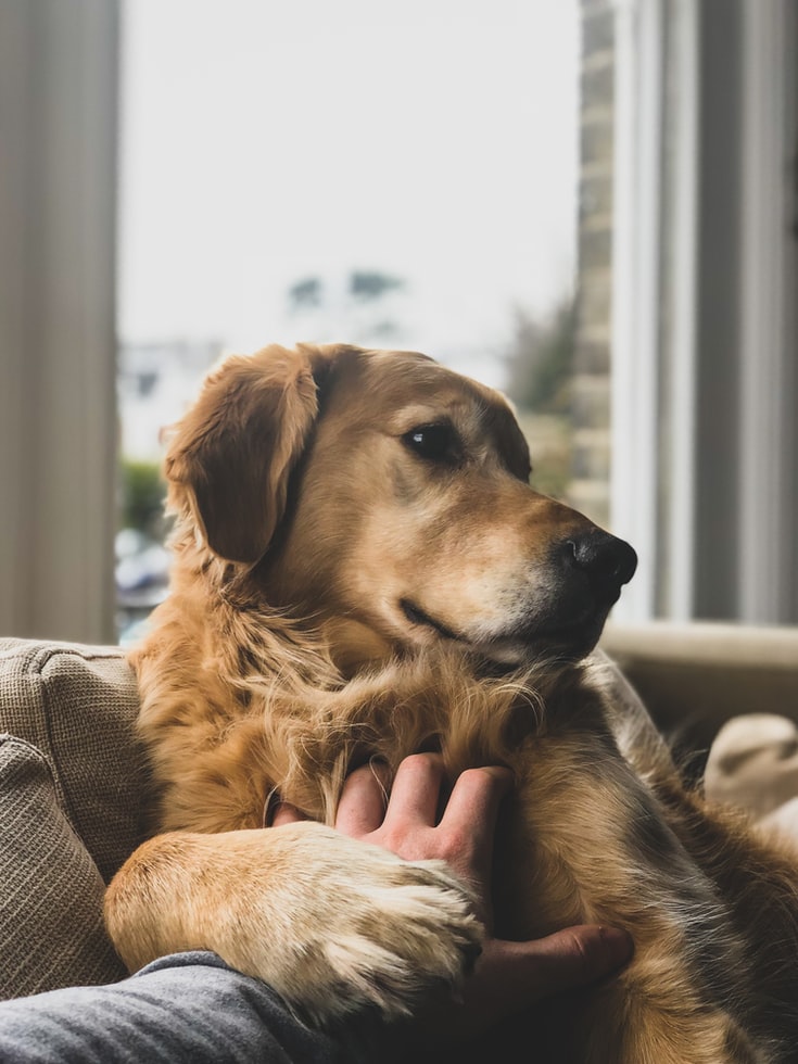 Golden Retriever