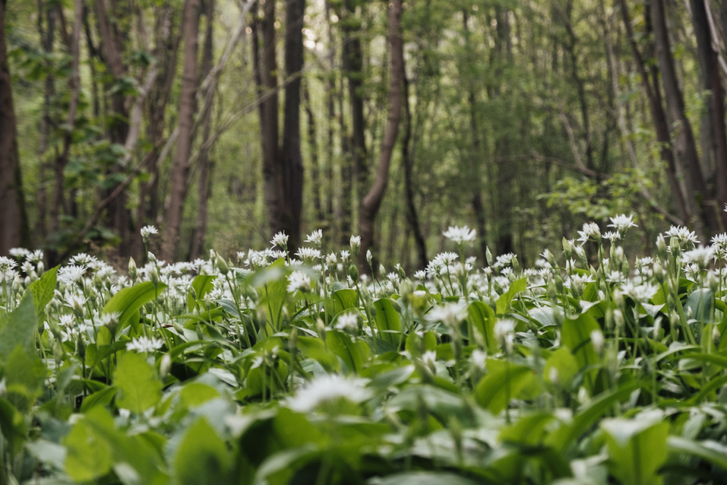 Tippek medvehagyma gyűjtéshez