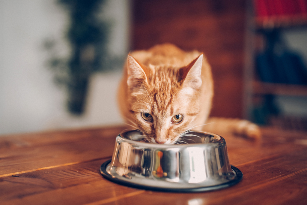 Macska egészséges táplálása
