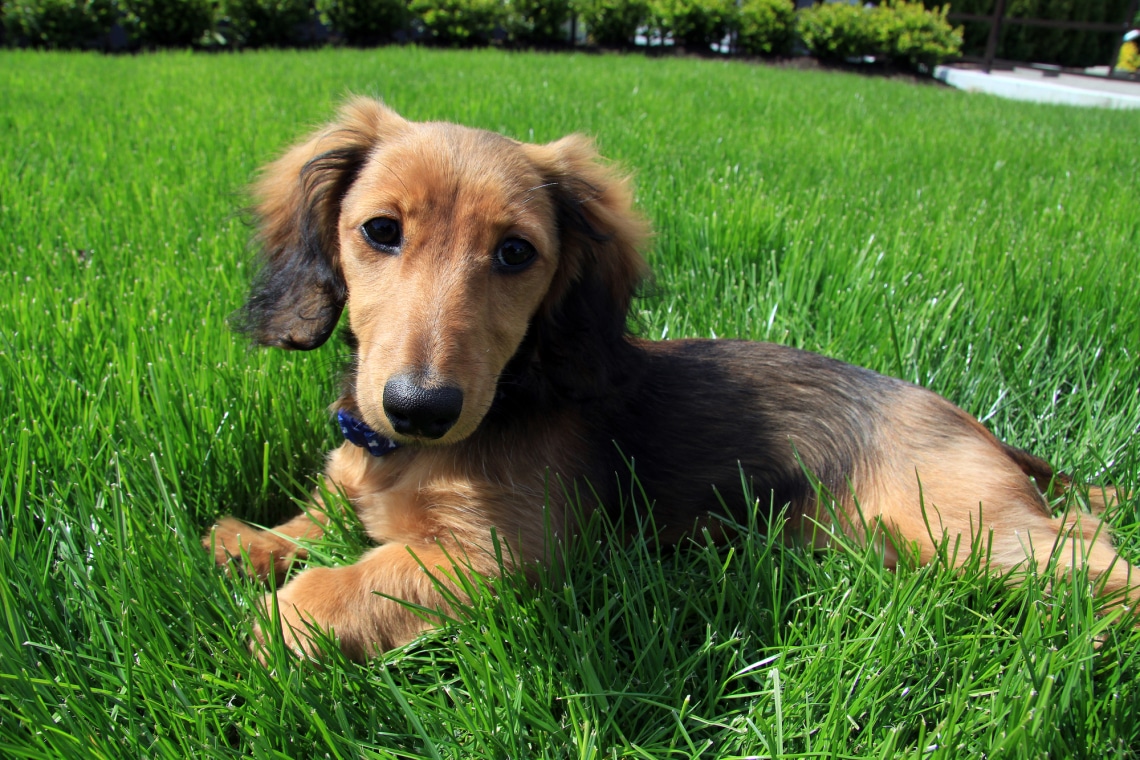 Tacskó, családbarát kutyafajta