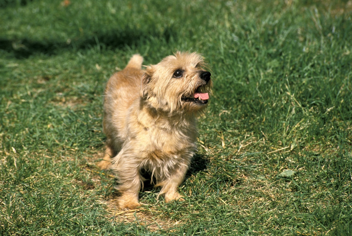 Norfolk terrier