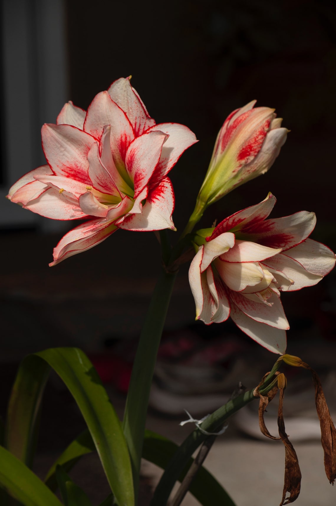 Amarilla