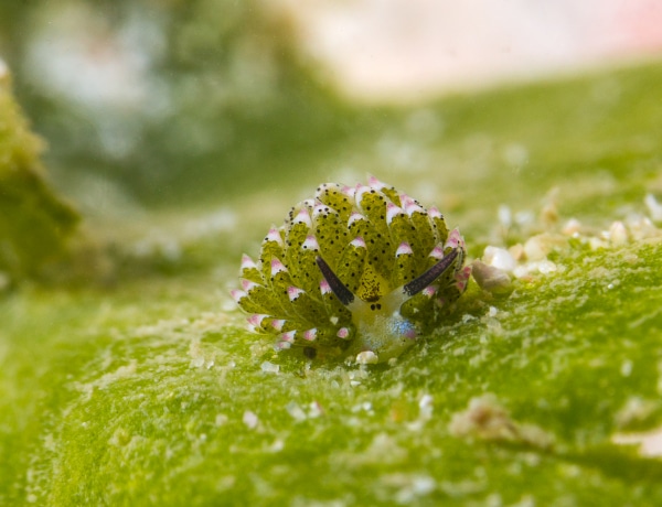 Van egy tenger alatti élőlény, ami napelemmel működik