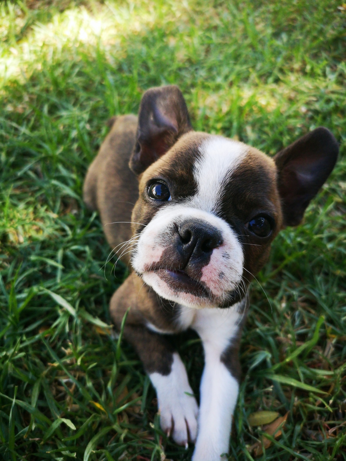 Boston terrier
