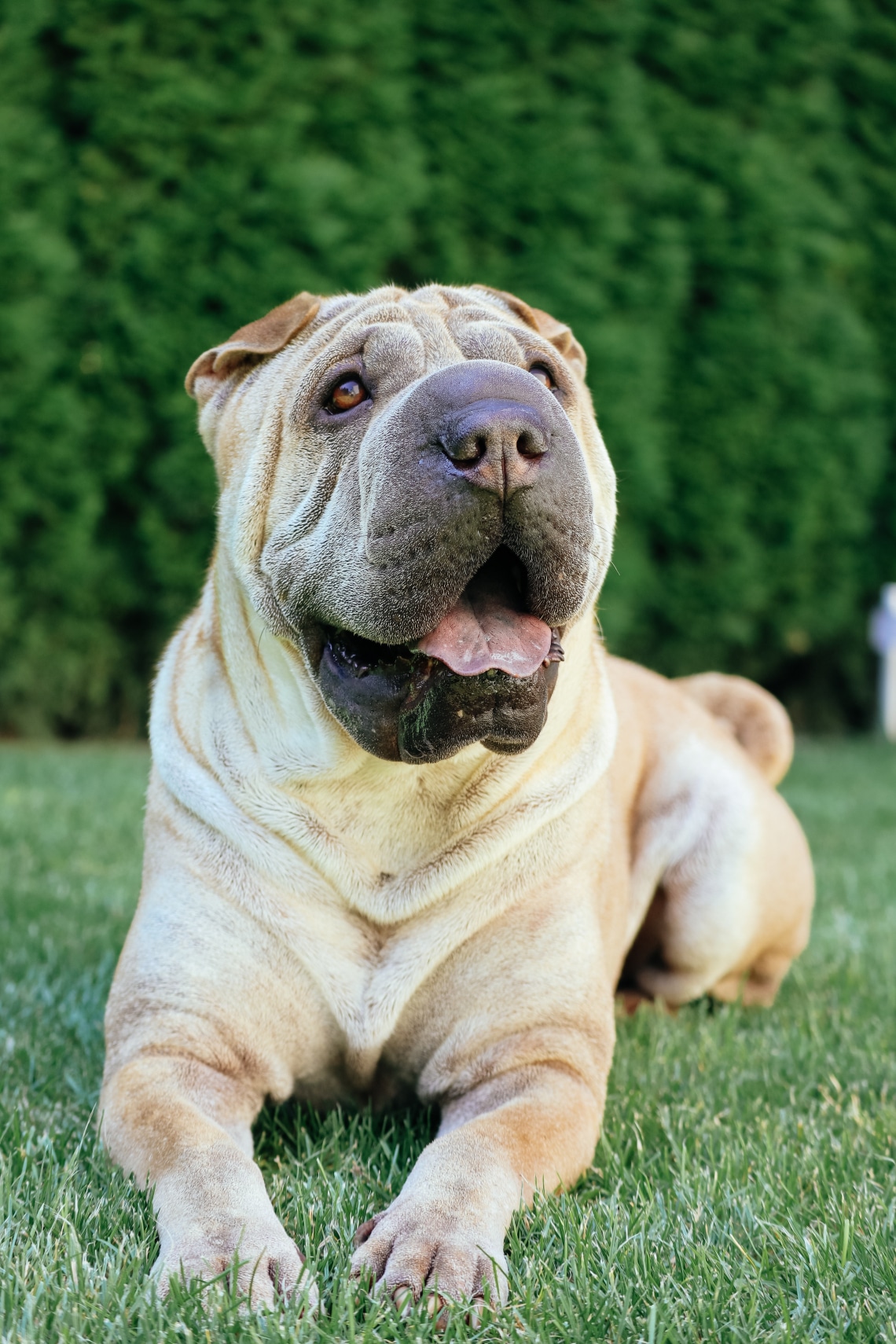 Shar pei
