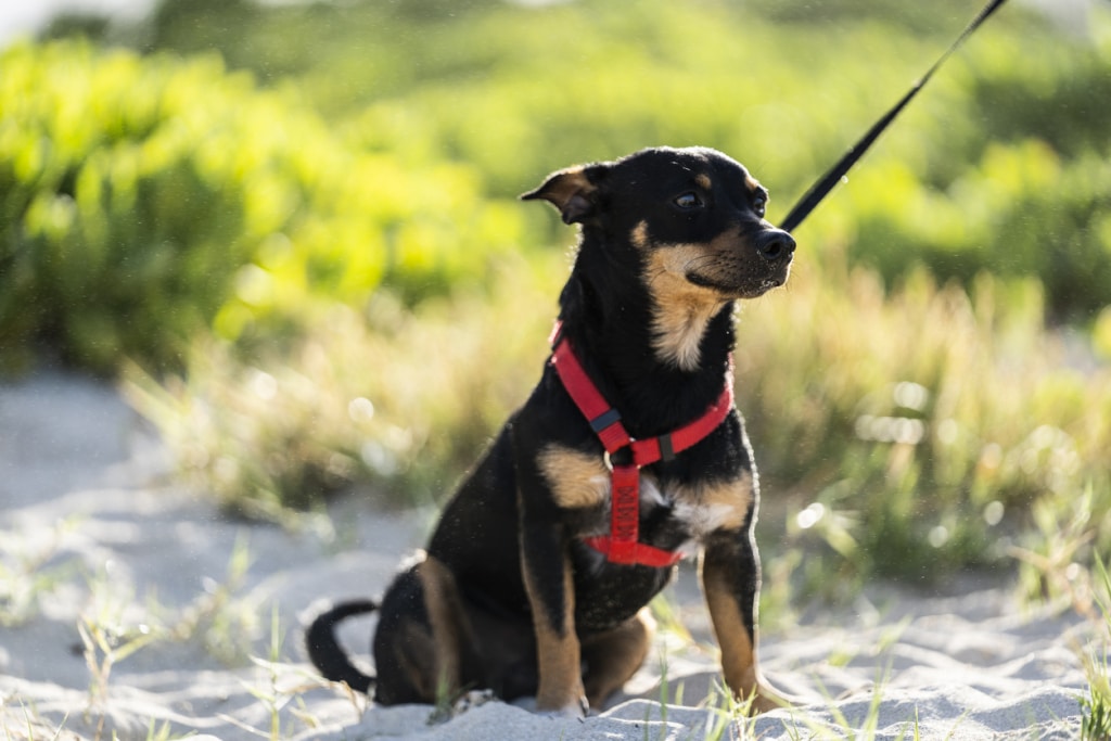 Lancashire heeler
