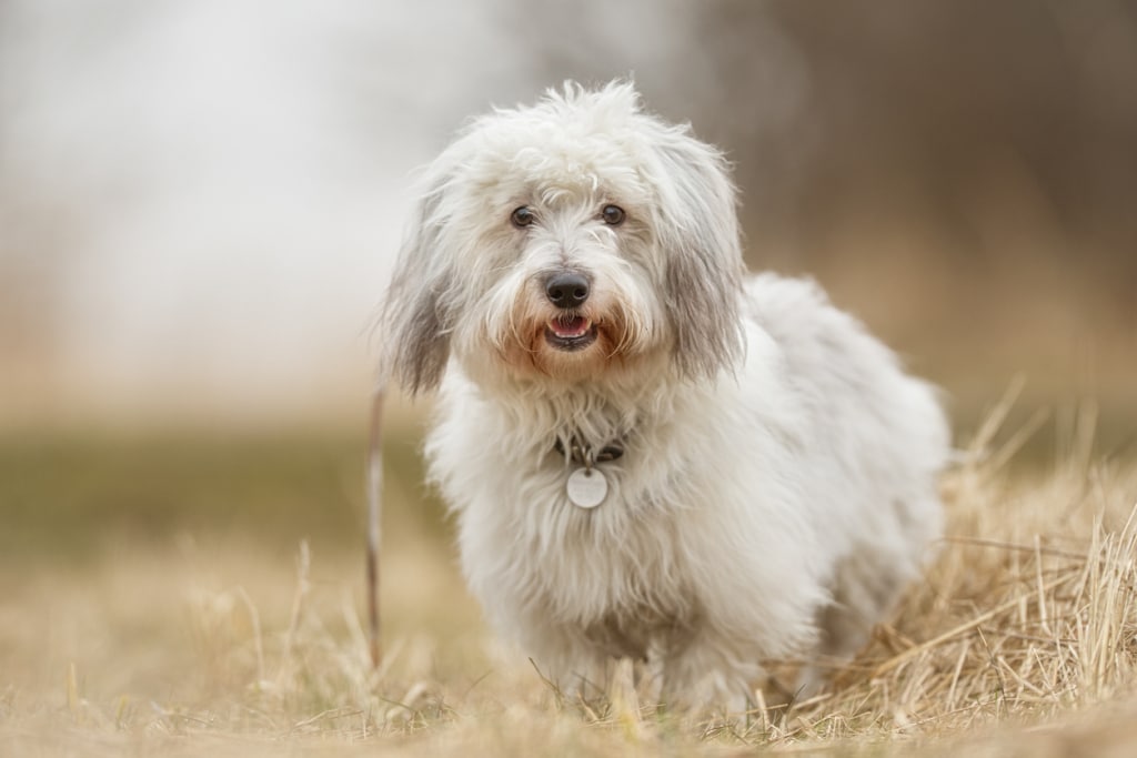 Coton de tuléar