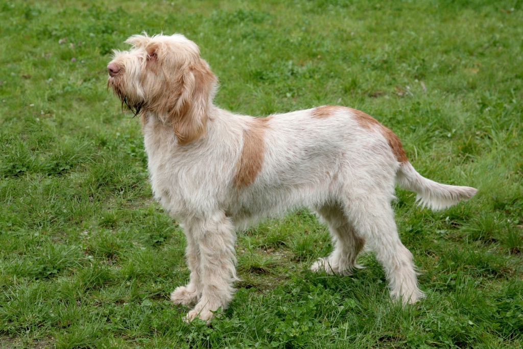 Olasz drótszőrű vizsla