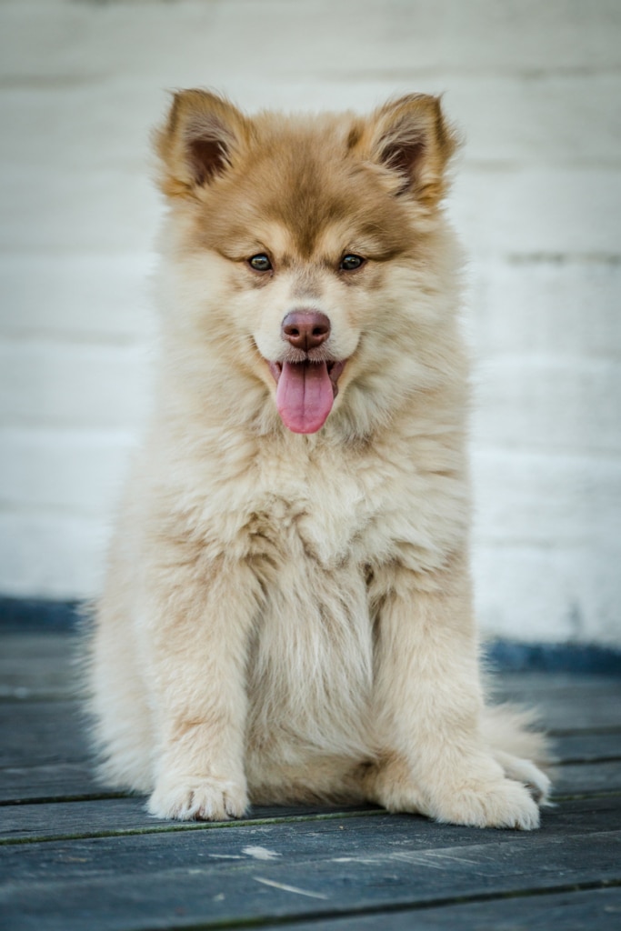 Svéd lapphund