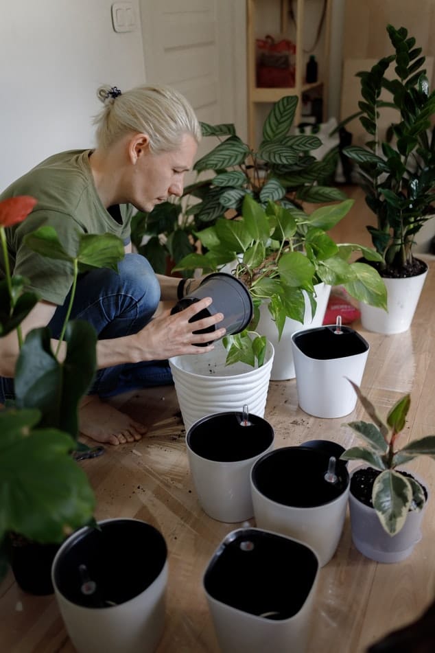 A növényeknek – Öntözéshez vagy komposztba