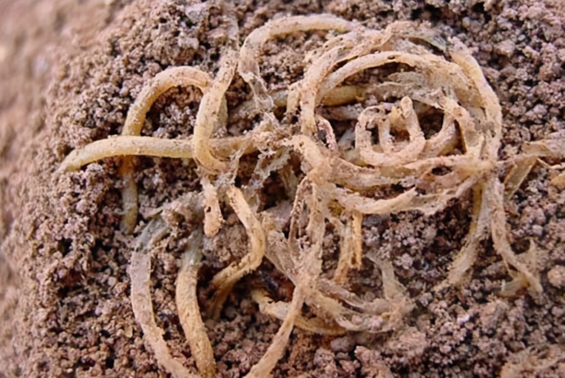 Honnan származik a tészta?