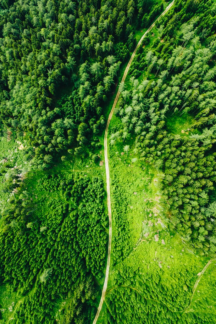 Bika – Erdő zöld