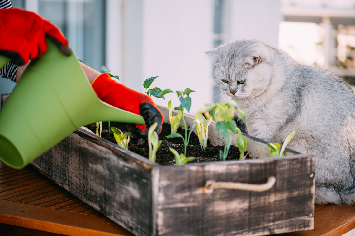 5 zöldség és gyümölcs, aminek el lehet ültetni a magját