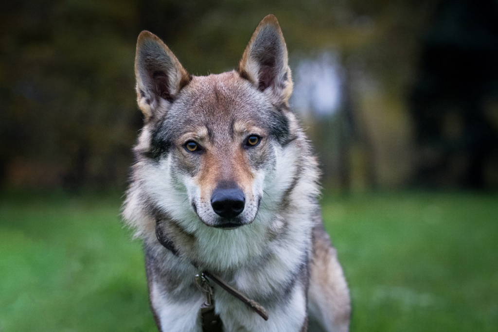 Csehszlovák farkaskutya