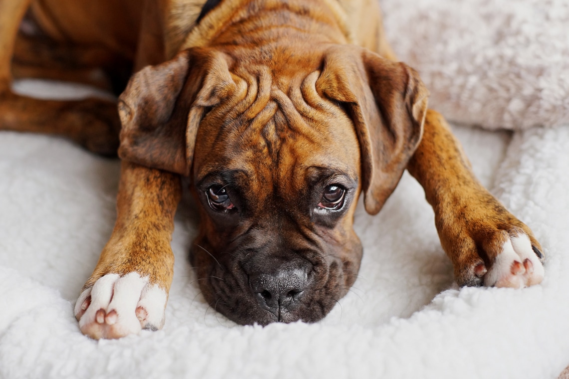 5 ragaszkodó kutyafajta, aki imádni fog a kanapén összebújni veled