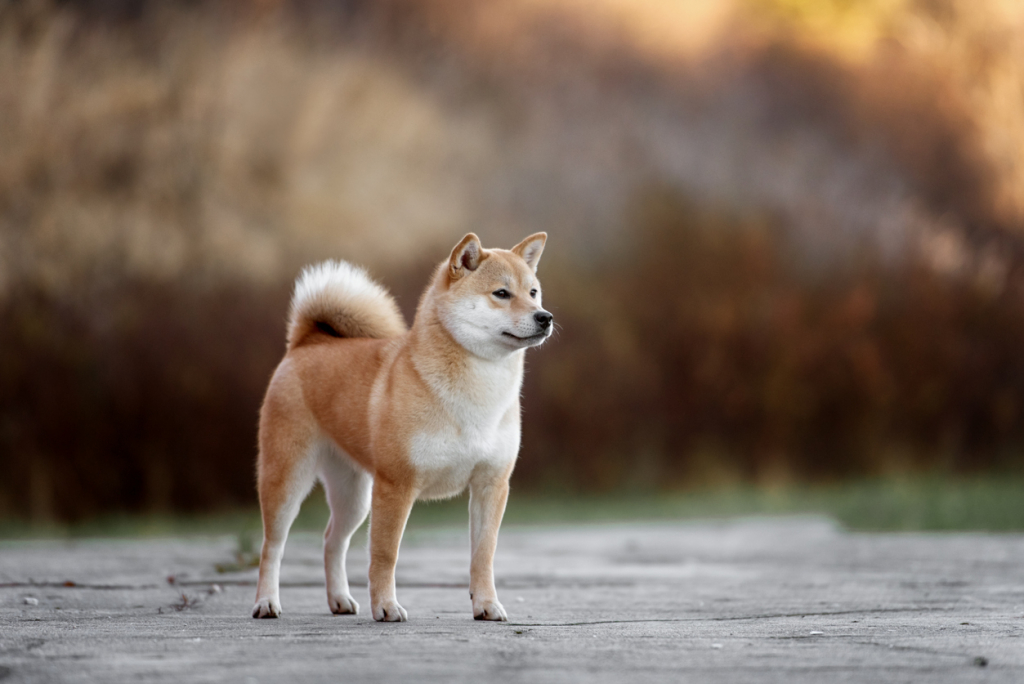 Akita