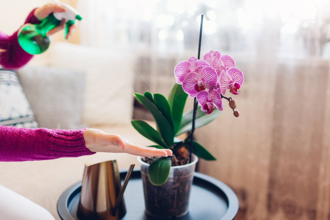 Az orchideák ápolása
