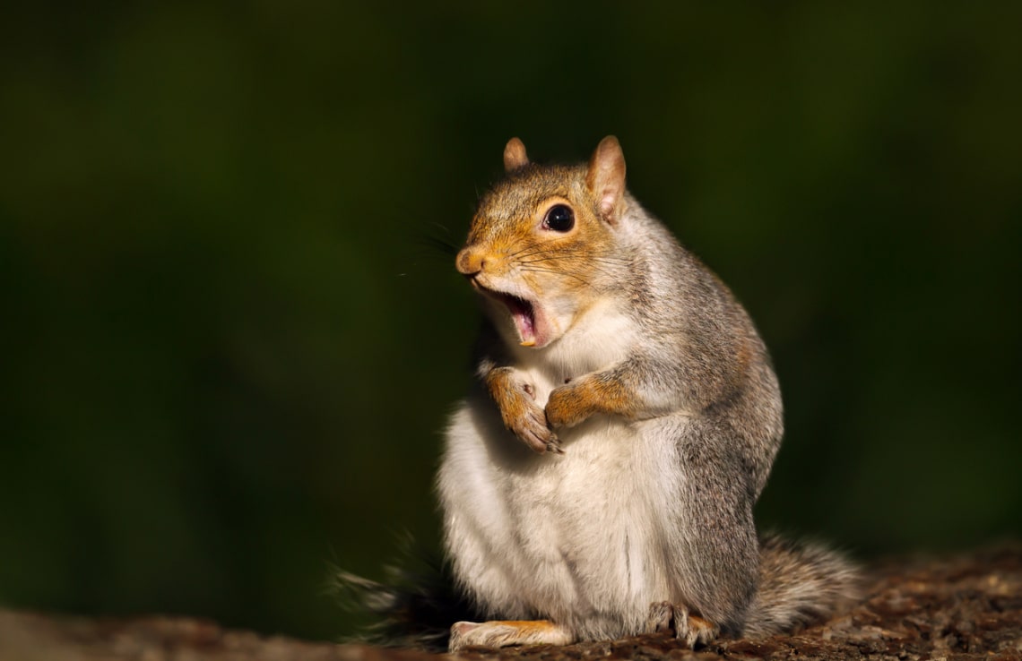 A mókus csak eljátssza a termés elásását? 10 zseniálisan okos állat