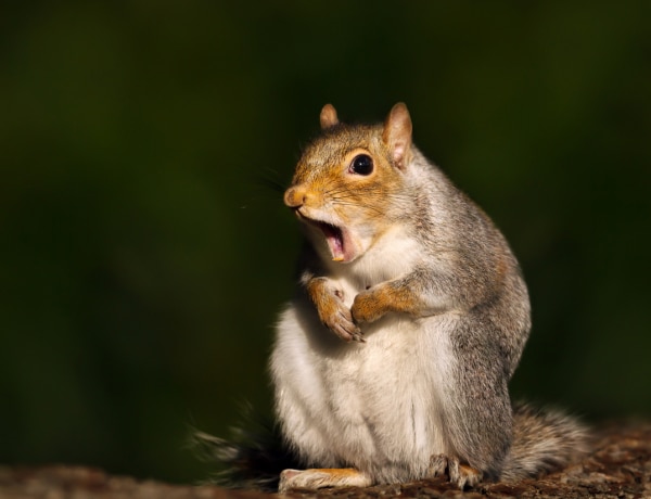 Visító molylepkék és cseles mókusok: 10 zseniálisan okos állat