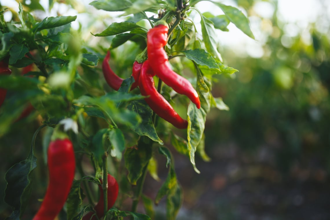 Chili