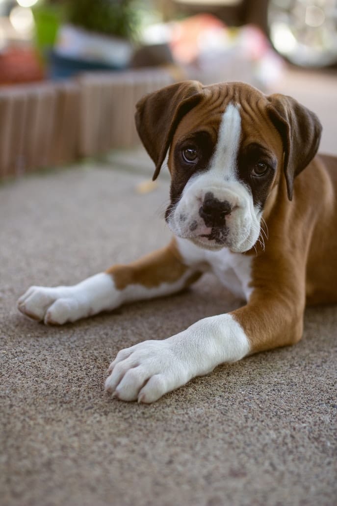 Boxer