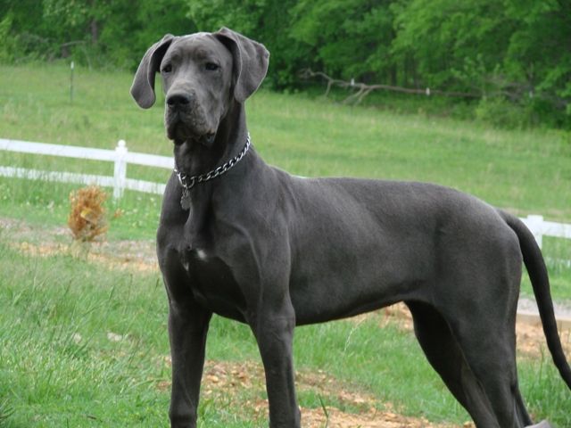 Dán dog