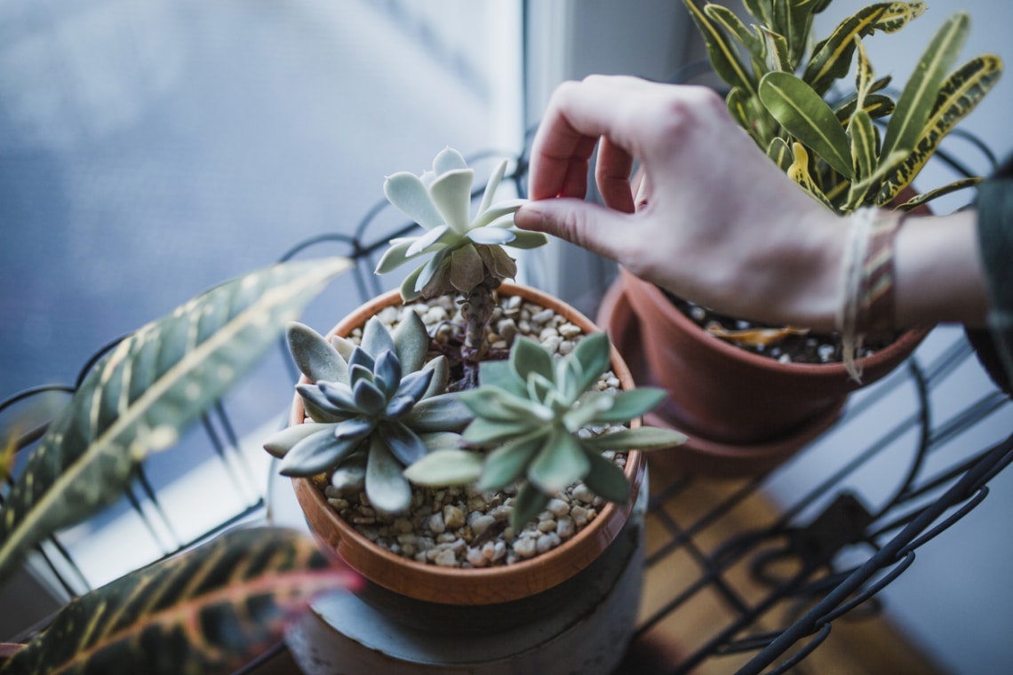 Kövirózsa (Echeveria)