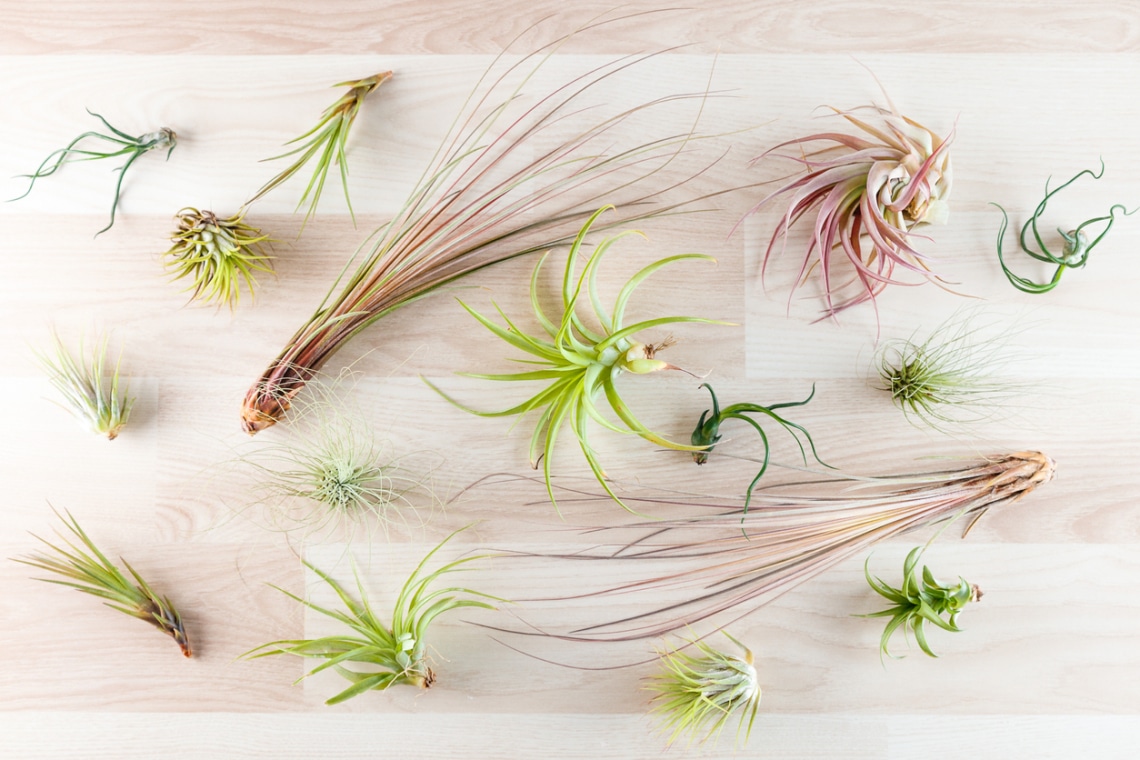 Szakállbromélia (Tillandsia)