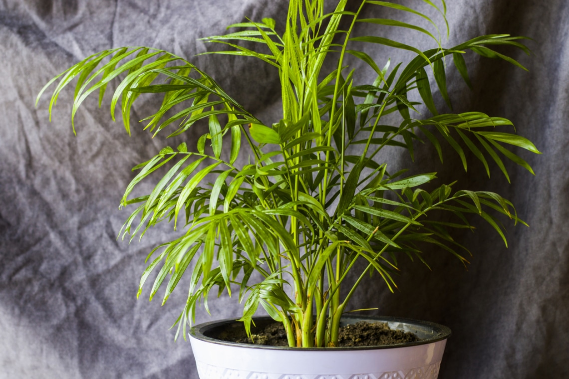 Aranypálma (Dypsis lutescens)