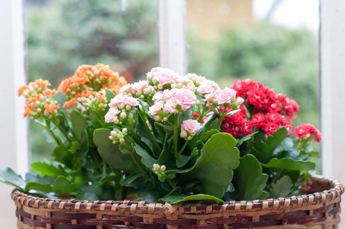 Tömött korallvirág (Kalanchoe blossfeldiana)