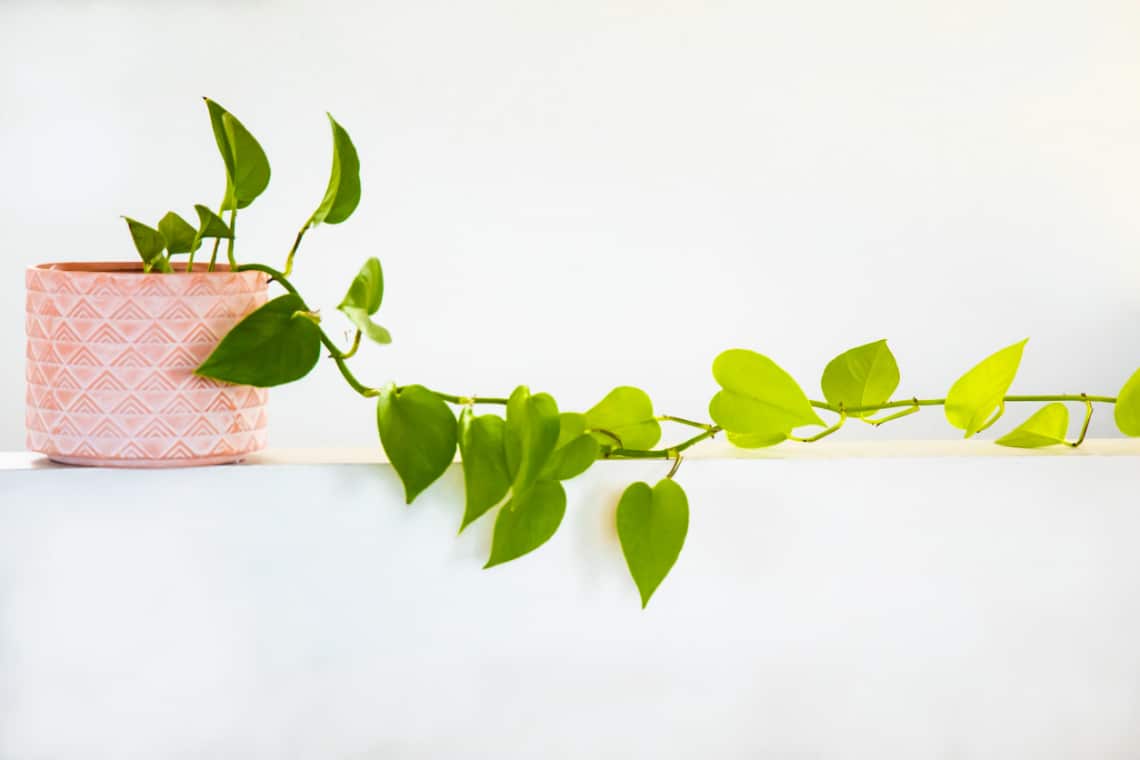 Szobai futóka (Epipremnum aureum)