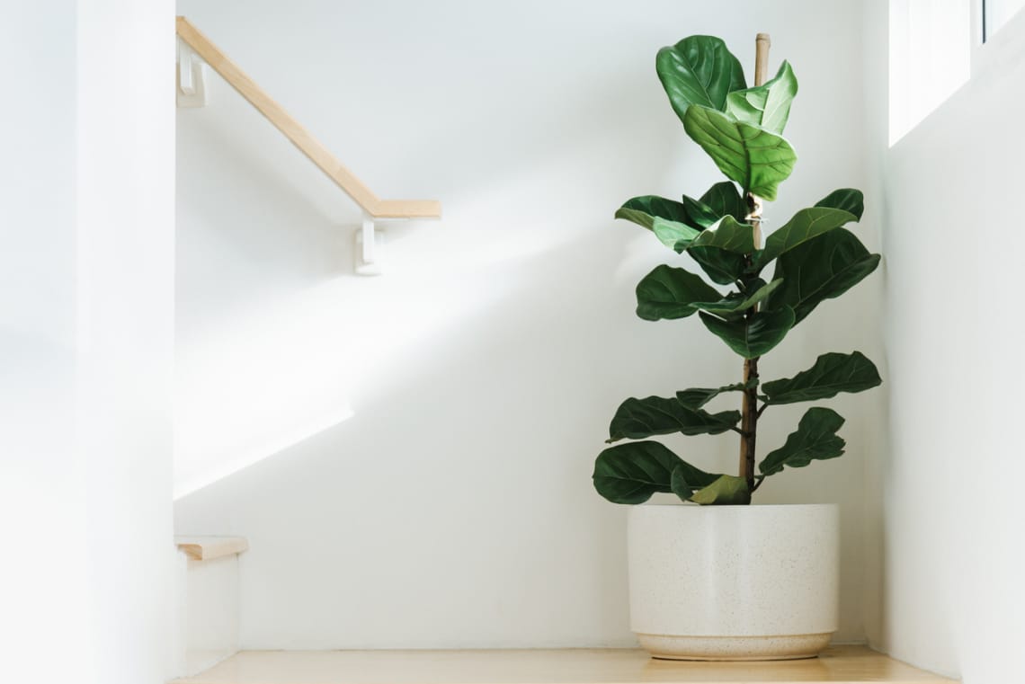Lantlevelű fikusz (Ficus lyrata)