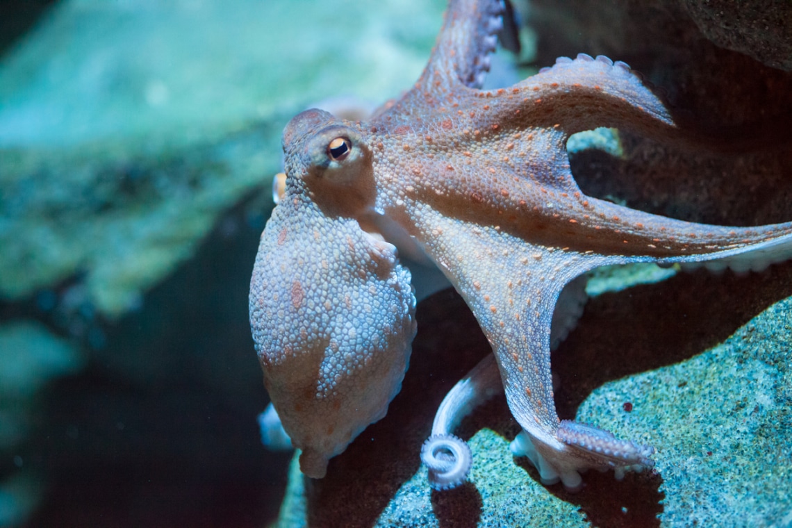 A világ legintelligensebb állatai