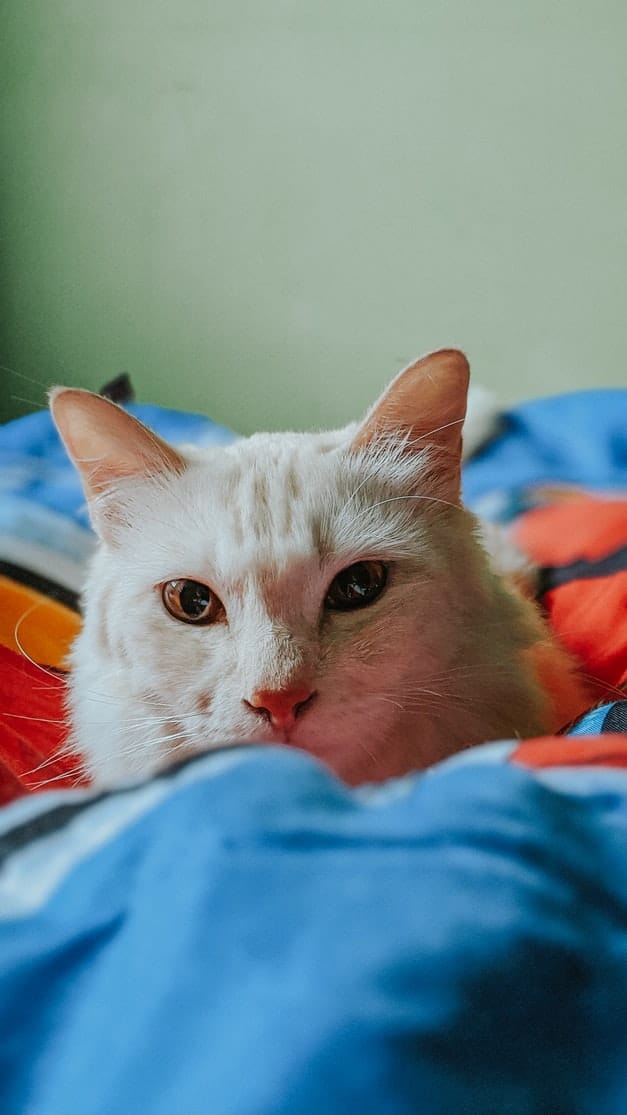 Dorombolás