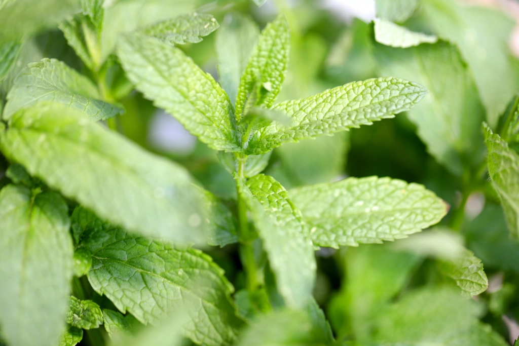 Oregano