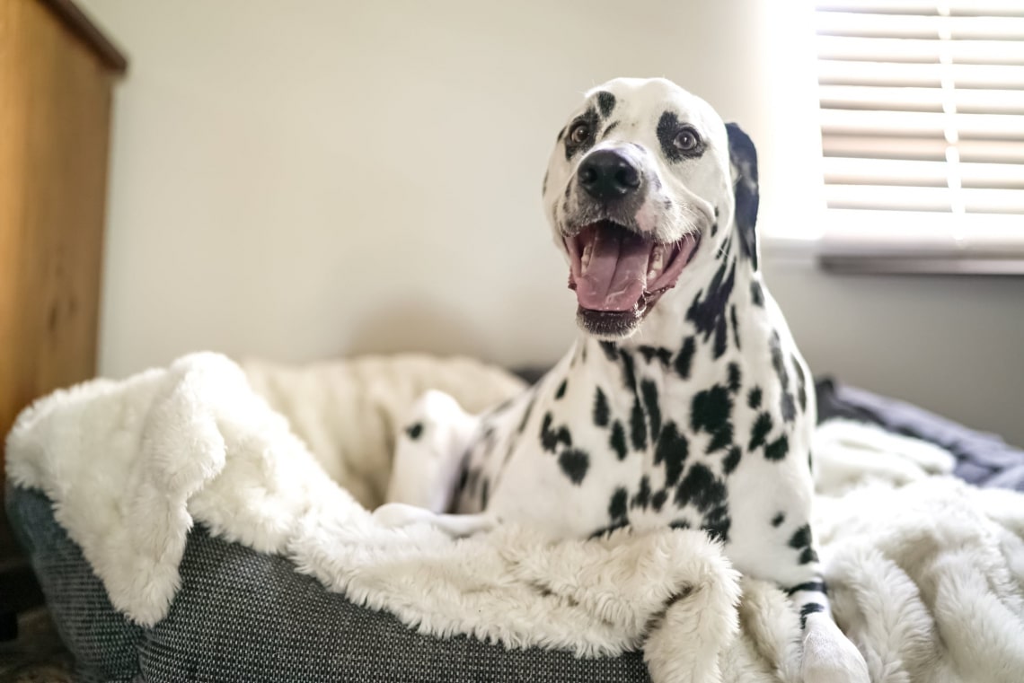 Dalmata