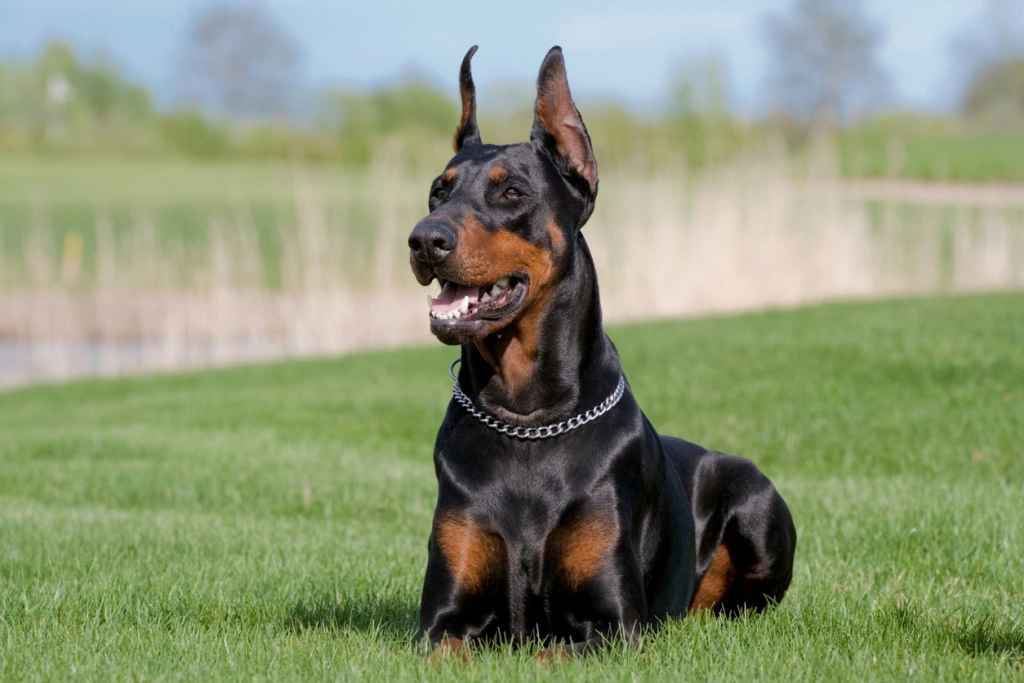 Dobermann