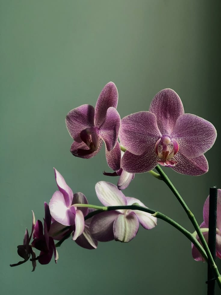 Vízöntő – Orchidea