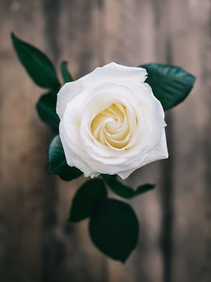 Rák – Fehér rózsa