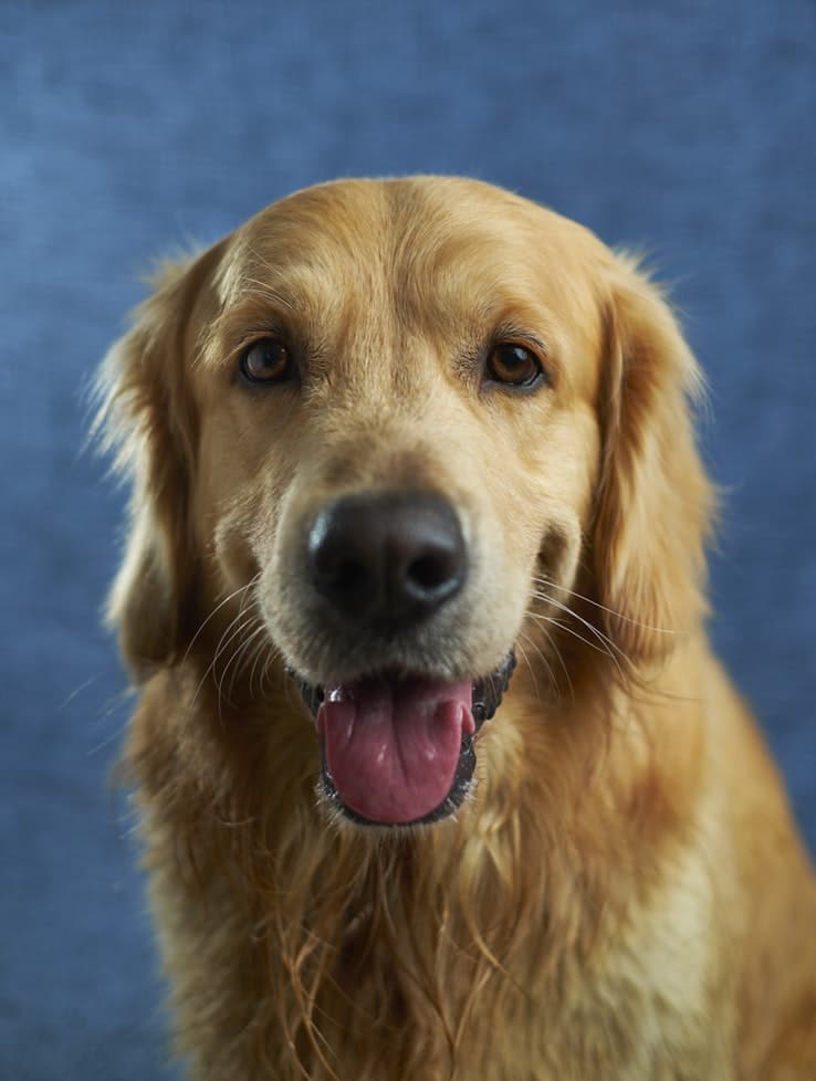 Bika